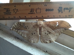 Copaxa multifenestrata