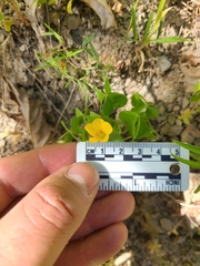 Oxalis suksdorfii