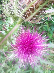 Cirsium horridulum megacanthum