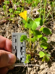 Oxalis suksdorfii