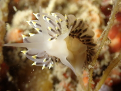 Eubranchus tricolor