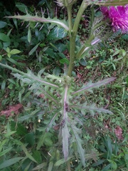 Cirsium horridulum megacanthum