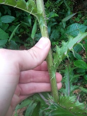 Cirsium horridulum megacanthum