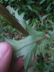 Cirsium horridulum megacanthum