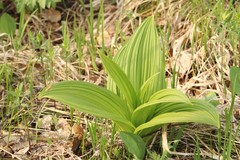 Veratrum nigrum