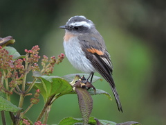 Ochthoeca rufipectoralis