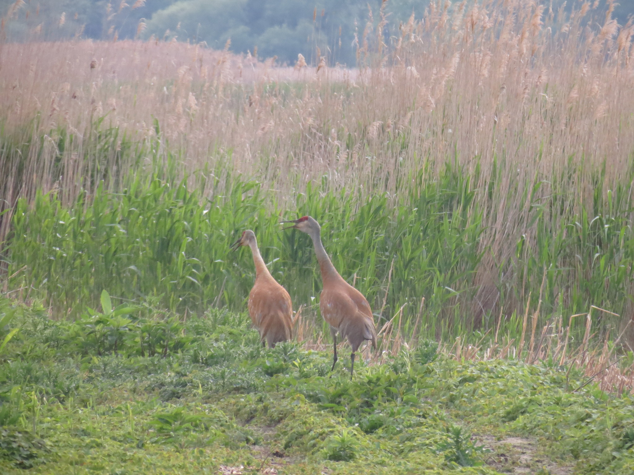 Sandhill Crane