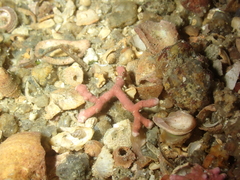 Phymatolithon calcareum