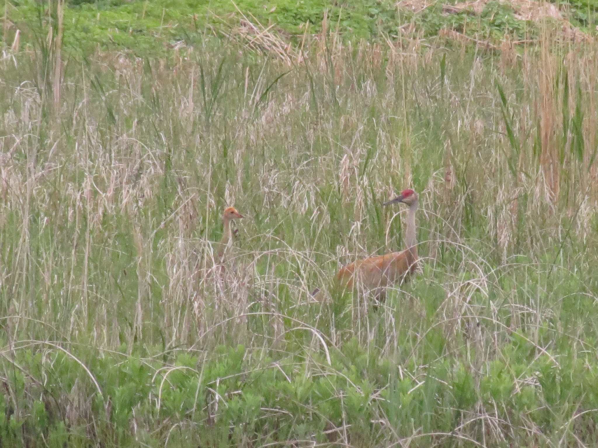 Sandhill Crane