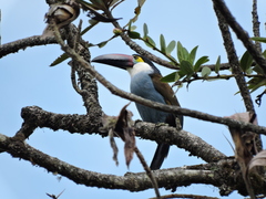 Andigena nigrirostris