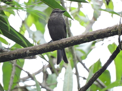 Myiotheretes fumigatus