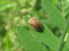 Hypocassida subferruginea