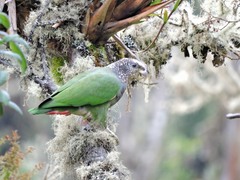 Plum-Crowned Parrot photo 2