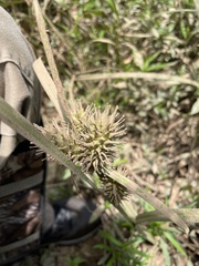 Cyperus echinatus