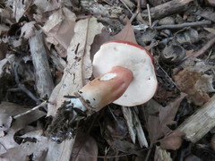 Xanthoconium purpureum image