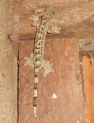 Thecadactylus rapicauda