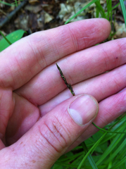 Carex pensylvanica