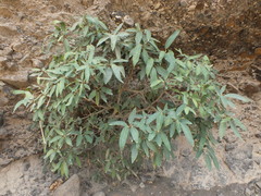 Ficus salicifolia