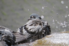 Columba livia domestica