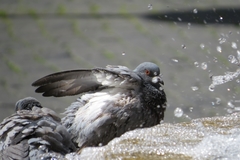 Columba livia domestica