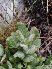 Morella kraussiana