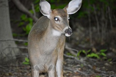 Odocoileus virginianus