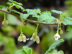 Ribes oxyacanthoides irriguum