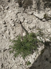 Salvia scabiosifolia