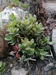 Morella kraussiana