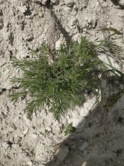 Salvia scabiosifolia
