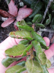 Morella kraussiana