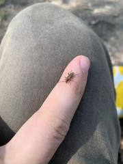 Cortodera humeralis