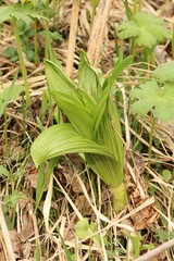 Veratrum nigrum
