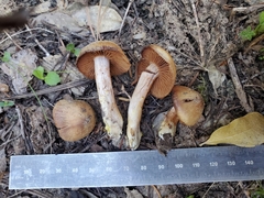 Cortinarius ahsii