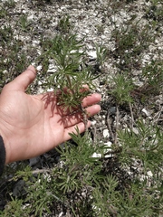 Salvia scabiosifolia