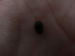 Onthophagus vacca