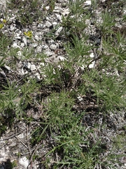 Salvia scabiosifolia