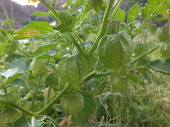 Physalis minima