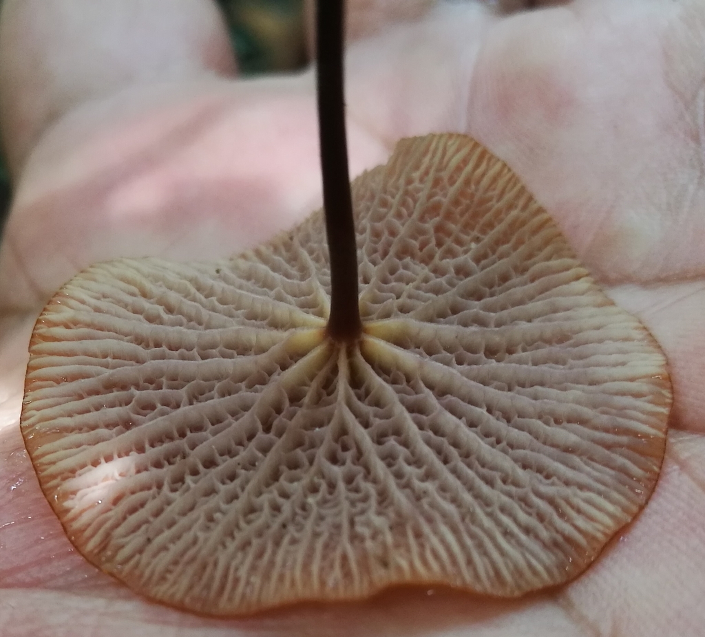 Marasmius cladophyllus · January 2018 · photo: © heimatlos (iNaturalist, cc0)