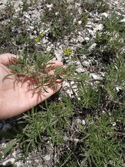 Salvia scabiosifolia