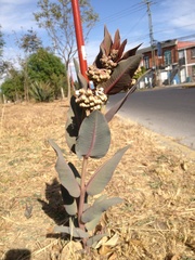 Asclepias glaucescens