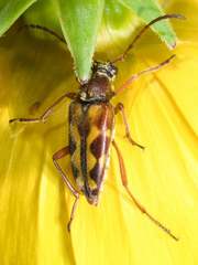 Typocerus octonotatus