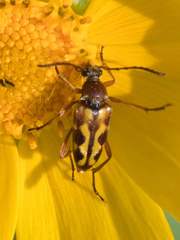 Typocerus octonotatus