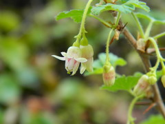 Ribes oxyacanthoides irriguum