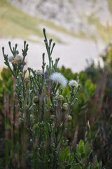 Brunia sphaerocephala