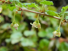 Ribes oxyacanthoides irriguum