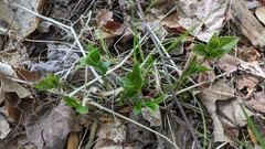 Vincetoxicum rossicum