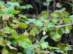 Ribes oxyacanthoides irriguum
