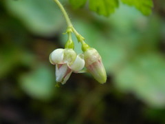 Ribes oxyacanthoides irriguum