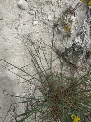 Poa sterilis